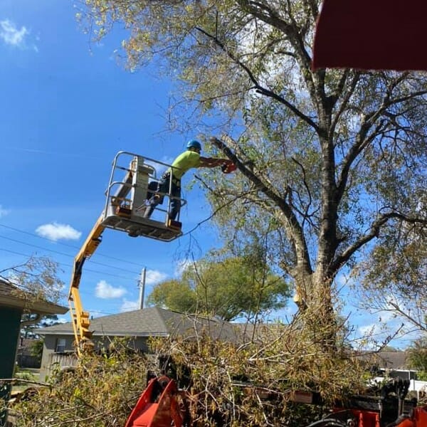 XD employee on lift cutting limbs of tree