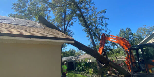 Unwanted tree storm damage repair and removal