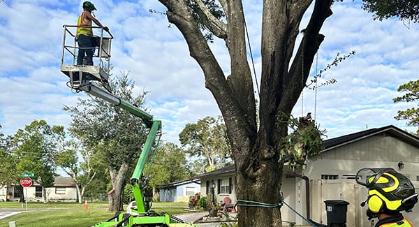 Tree removal using a lift